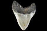 Fossil Megalodon Tooth - North Carolina #119427-2